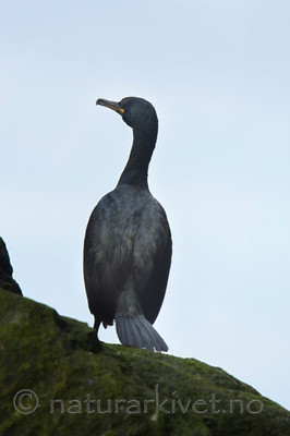 KA_090727_1924 / Phalacrocorax aristotelis / Toppskarv