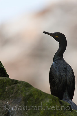 KA_090727_1925 / Phalacrocorax aristotelis / Toppskarv