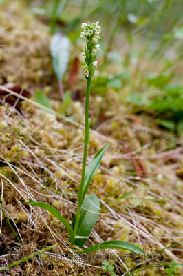 KA_090804_2079 / Pseudorchis straminea / Fjellhvitkurle
