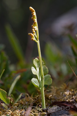 KA_090805_2116 / Botrychium lunaria / Marinøkkel