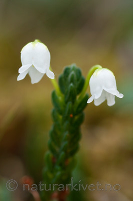 KA_090805_2120 / Cassiope tetragona / Kantlyng