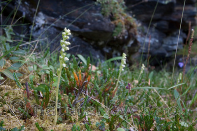 KA_090805_2121 / Goodyera repens / Knerot