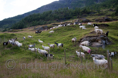 KA_090805_2157 / Capra hircus / Geit