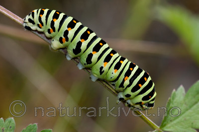 KA_090820_2483 / Papilio machaon / Svalestjert