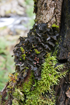 KA_090820_2487 / Leptogium saturninum / Filthinnelav