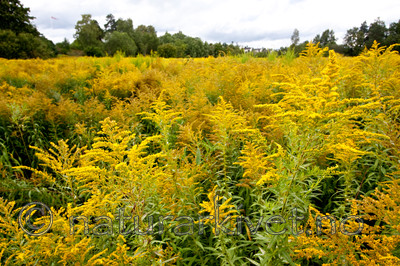 KA_090902_2569 / Solidago canadensis / Kanadagullris
