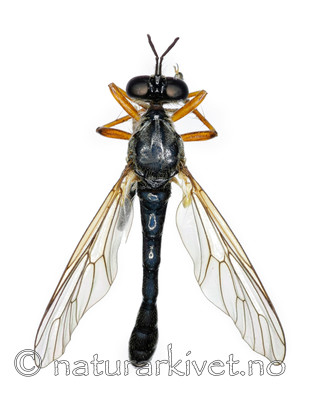 KA_090910_hyalipennis_female_dorsal / Dioctria hyalipennis / Spinkel engrovflue