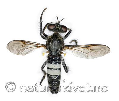 KA_090910_lateralis_male_dorsal / Cyrtopogon lateralis / Hvitbåndrovflue