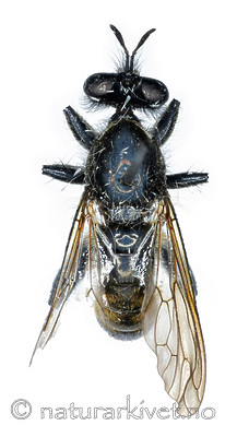 KA_090910_marginata_female_dorsal / Choerades marginata / Stripet rovflue