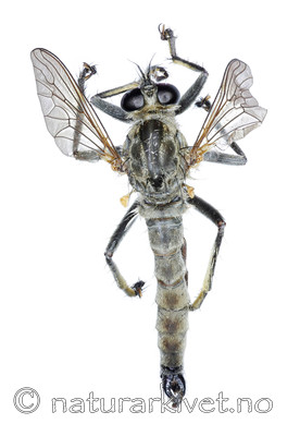 KA_090914_atricapillus_male_dorsal / Tolmerus atricapillus / Svarthårrovflue