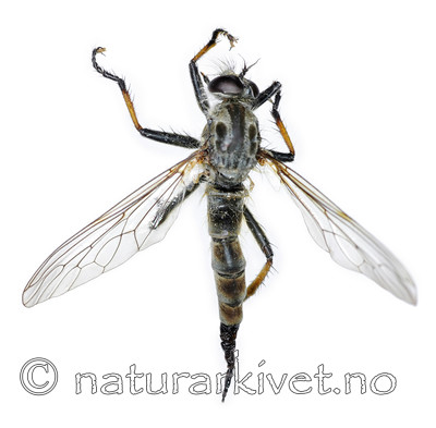 KA_090914_cyanurus_female_dorsal / Neoitamus cyanurus / Svartfotskogrovflue