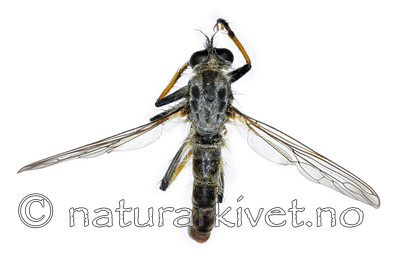 KA_090914_cyanurus_male_dorsal / Neoitamus cyanurus / Svartfotskogrovflue