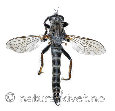 KA_090914_variabilis_male_dorsal / Rhadiurgus variabilis / Dovrerovflue