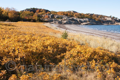 KA_091014_3040 / Rosa rugosa / Rynkerose