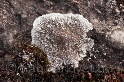 KA_091028_3165 / Lobothallia radiosa / Kalkskiferlav