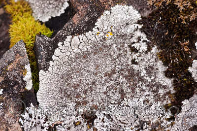 KA_091028_3166 / Lobothallia radiosa / Kalkskiferlav