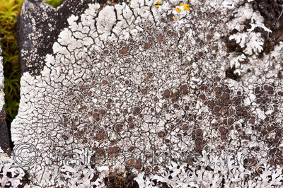 KA_091028_3167 / Lobothallia radiosa / Kalkskiferlav