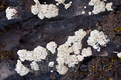 KA_091028_3182 / Squamarina degelii