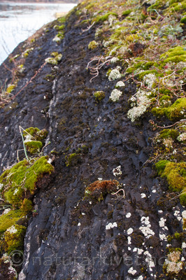 KA_091028_3183 / Squamarina degelii