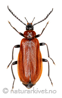 KA_091211_pectinicornis / Schizotus pectinicornis