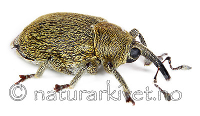 KA_091217_viscariae_lateral / Sibinia viscariae