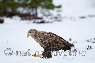 KA_100206_0264 / Haliaeetus albicilla / Havørn