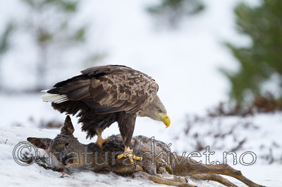KA_100206_0269 / Capreolus capreolus / Rådyr <br /> Haliaeetus albicilla / Havørn