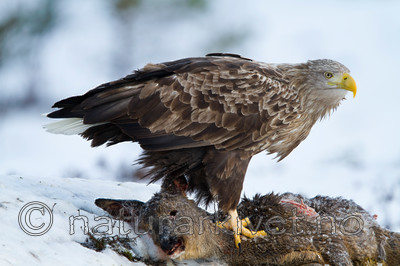 KA_100206_0295 / Capreolus capreolus / Rådyr <br /> Haliaeetus albicilla / Havørn