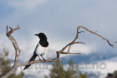 KA_100206_0366 / Pica pica / Skjære