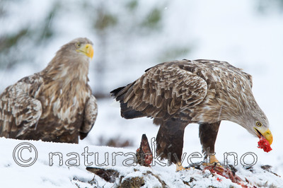 KA_100207_0411 / Capreolus capreolus / Rådyr <br /> Haliaeetus albicilla / Havørn