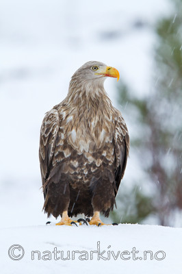 KA_100207_0418 / Haliaeetus albicilla / Havørn