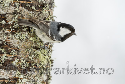 KA_100401_1001 / Periparus ater / Svartmeis