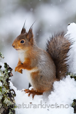 KA_100401_1019 / Sciurus vulgaris / Ekorn