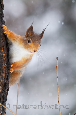 KA_100401_1023 / Sciurus vulgaris / Ekorn