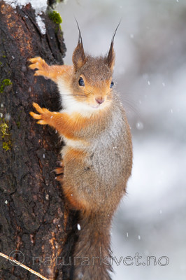 KA_100401_1027 / Sciurus vulgaris / Ekorn