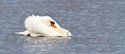 KA_100410_1251 / Cygnus olor / Knoppsvane