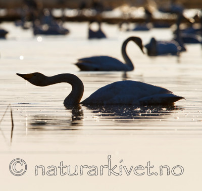 KA_100411_1347 / Cygnus cygnus / Sangsvane