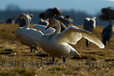 KA_100411_1387 / Cygnus cygnus / Sangsvane