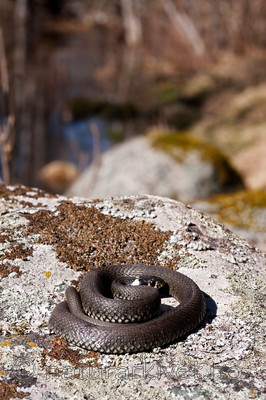 KA_100411_1453 / Natrix natrix / Buorm