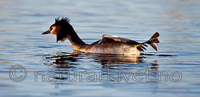 KA_100411_1533 / Podiceps cristatus / Toppdykker