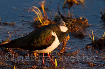 KA_100411_1582 / Vanellus vanellus / Vipe