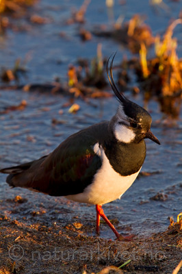 KA_100411_1584 / Vanellus vanellus / Vipe