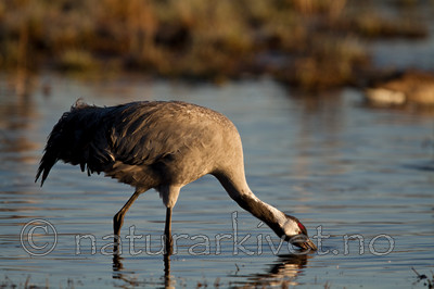 KA_100412_1663 / Grus grus / Trane