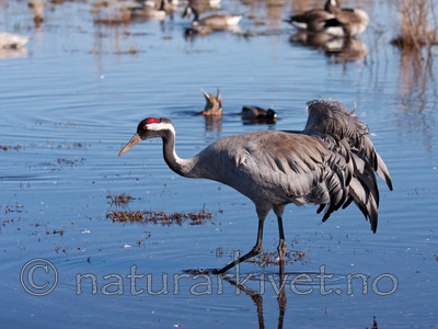 KA_100412_1696 / Grus grus / Trane