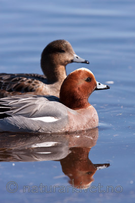 KA_100412_1727 / Anas penelope / Brunnakke