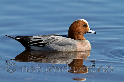 KA_100412_1729 / Anas penelope / Brunnakke