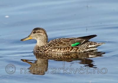 KA_100412_1793 / Anas crecca / Krikkand