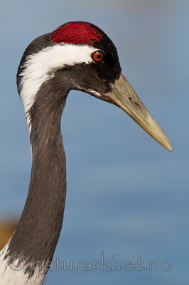 KA_100412_1799 / Grus grus / Trane