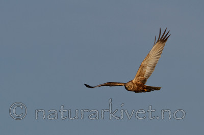 KA_100412_1857 / Circus aeruginosus / Sivhauk