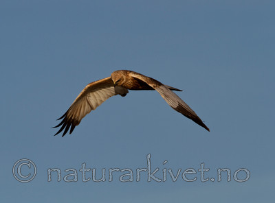 KA_100412_1858 / Circus aeruginosus / Sivhauk